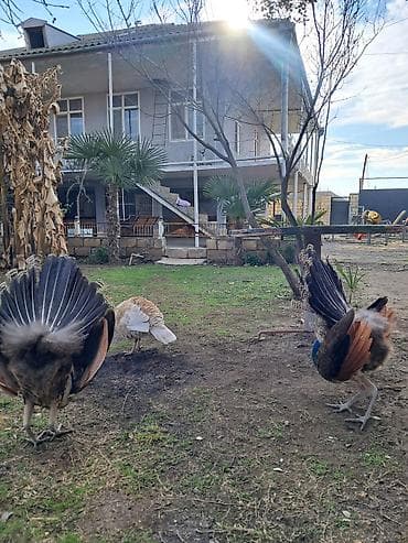 tovuz quslari: Məhsul: Tovuz quşları Xoruzlar satılır 11 aylıqdılar 1.2 aya tam — 4