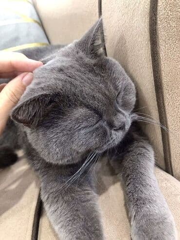 qulaq şamı: Şotland yastı qulaq — 2