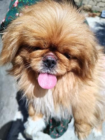 Pekines, 2 il, Erkek, Pulsuz çatdırılma lalafo.az -da Pekines, 2 il, Erkek, Pulsuz çatdırılma