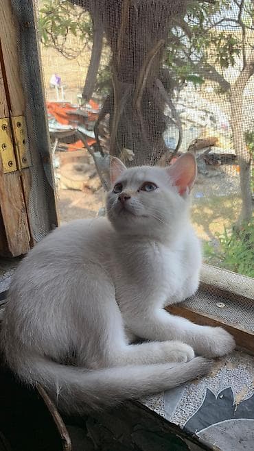 pişik ucuz: Şotland yastı qulaq — 6