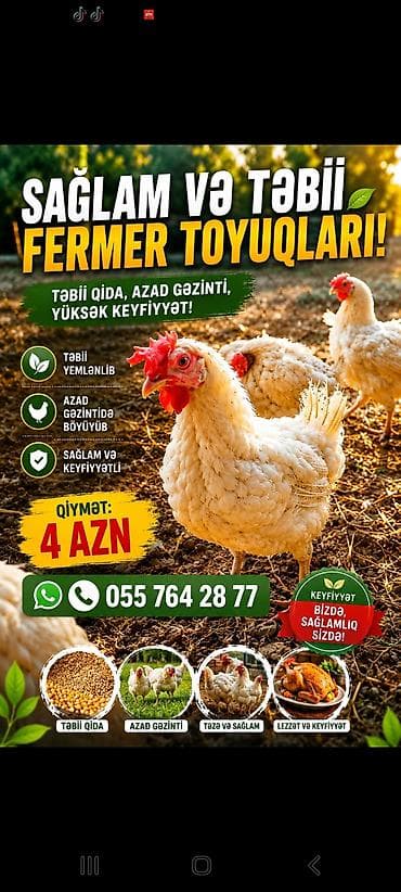 Kənd toyuğu Toyuq Bütöv, Topdan lalafo.az -da Kənd toyuğu Toyuq Bütöv, Topdan