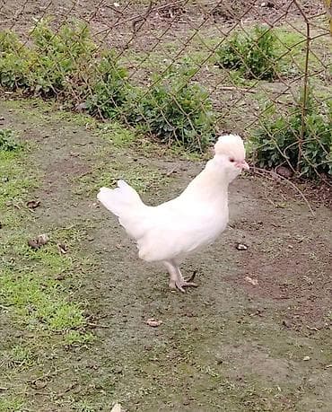 Qoyunlar, qoçlar: Toyuq, Damazlıq — 1