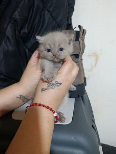 usaq ucun at: Britan — 6