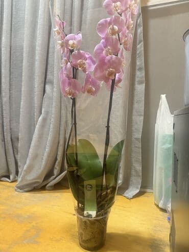 orxideya gülünün qiyməti: Orxideya gülü (Phalaenopsis) – iki saplı, açıq-çəhrayı çiçəklərlə - — 2
