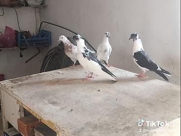 pidbul balası: 1əbrəş maya-1 göy quyruq çilbaş maya-2dənə baladan çıxma qarabaş — 3
