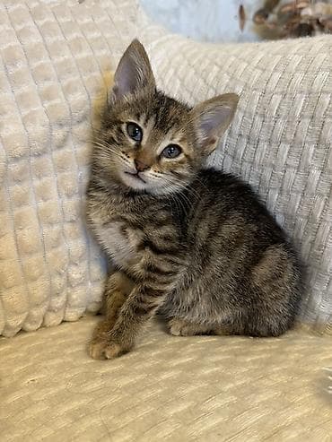 balaca xaski: Tabbi, Dişi, Yaxşı əllərə, Ünvandan götürmə, Pulsuz çatdırılma — 4