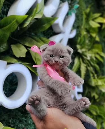 pişik ucuz: Şotland yastı qulaq — 3