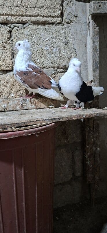Akvariumlar: Qoşa əbrəş çəp əbrəş quyruq erkəy qızqın super heyvandı mayasıda qara — 6
