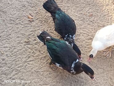 ördək balası satışı: 12 eded lal.ordek.satilir hamsi bir yerde wp aktivdi — 4