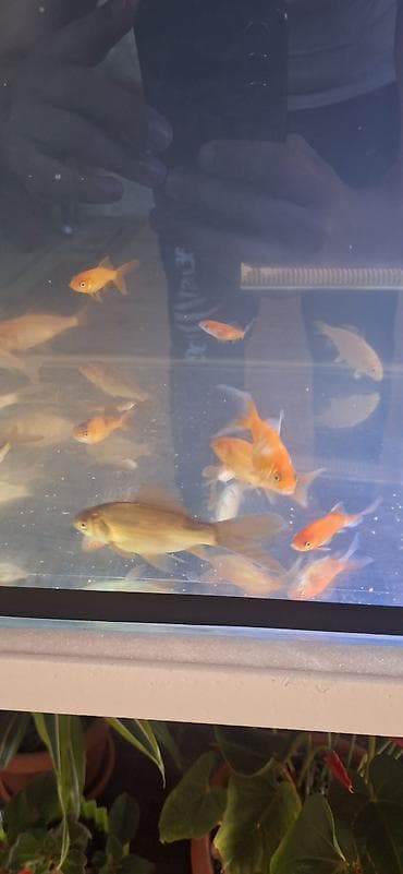 Digər heyvanlar: Qızıl balıq, Sülhsevər, Pulsuz çatdırılma — 7