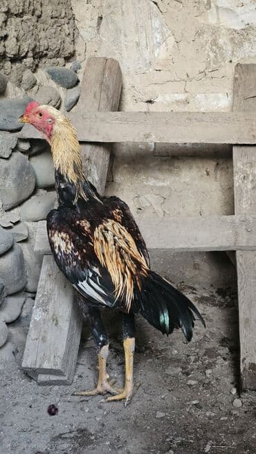 Aprel beçəsi və fərəsi satılır fərə hələ yumurtaya düşmüyüb iynə