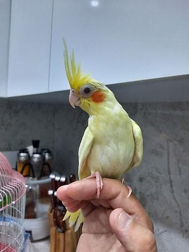 Korellalar 3ayliq, tam elee oyrewdirilib, adlar qoyulub 4ay zamaninda — 6