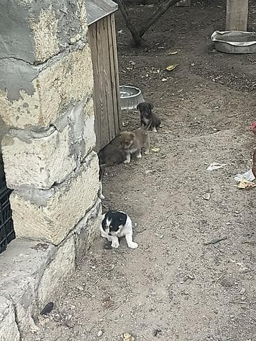it: Məhsul: Balaca it balaları Satılır erkəy 100 dişi 50 manat Təsvir: - — 1