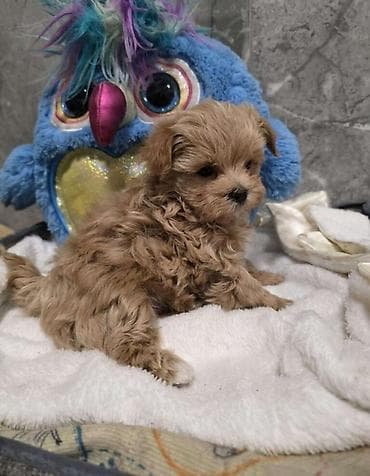 Balıqlar: Malta bolonka, 2 ay, Erkek, Sənədli, Ödənişli çatdırılma — 3