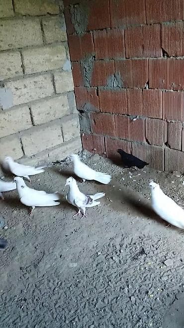 Голуби: Tergizilme vap aktiv qiymete gore heckim narahat etmesin quslara — 2