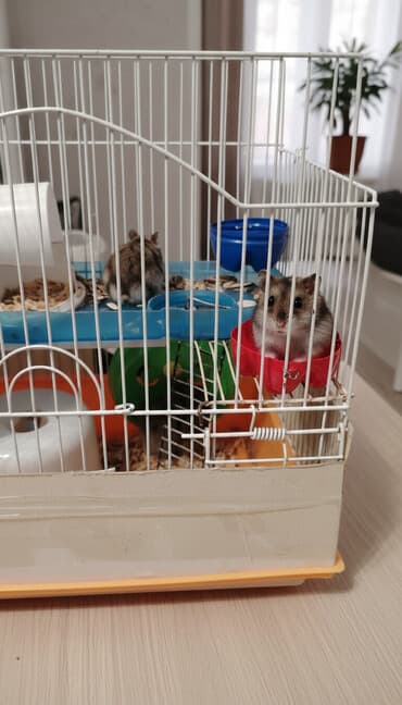 Gəmiricilər: Hamsterlər(Djungarian növü) - Növ: cırtdan hamster (Djungarian tipli — 1