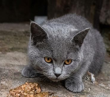 angora pişik: Britan, Erkək — 3