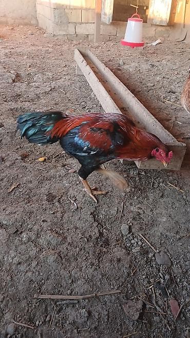 xoruz: 1 yasi var, qizgin xoruzdu, heyetde saxlamaqcundu, doyusdurulmuyub — 6