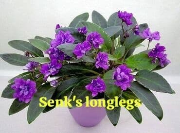 bənövşə gülü şəkilləri: Otaq bitkiləri — 5