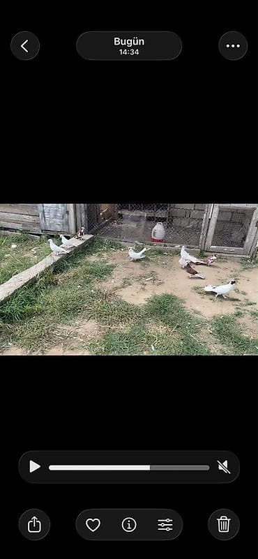 tovuz qusu satiram: 12.13 dene Heyvandı satılır hamsı tutulma Heyvanlardı Desde Sarı — 3