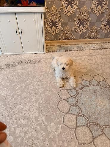 it sahiblenme: Yumşaq tüklü, xırda ölçülü it balası satılır. Ev şəraitində — 1