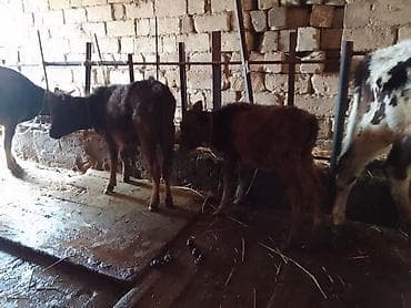 erkek dana satilir: İki eded dişi dana 3 ve 5 aylig Danalardi Ot yem yiyir Kiçik 600 e — 3