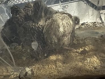 itler satisi: Bildirçin cücələri, Ətlik — 1