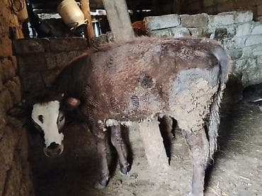 cins buzovlar: 8 aylıq dişi danadı cins heyvandı anası 24,25 litr süd verir heyvan — 3