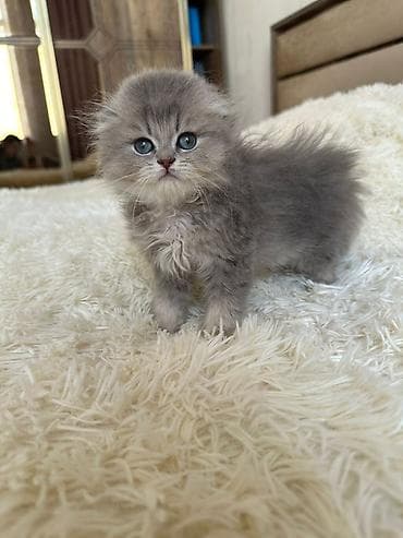 pişim: Şotland yastı qulaq — 7