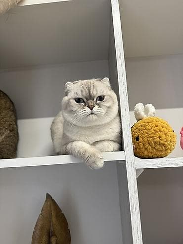 Digər heyvanlar: Şotland yastı qulaq, Yaxşı əllərə — 3