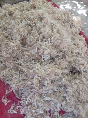 kece: Təbii qoyun yunı – açıq-bej rəng çalarda, uzun lifli, yumşaq və — 1