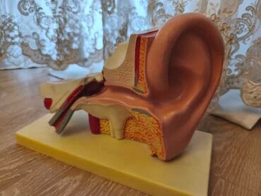 Tibbi geyim: Anatomik Qulaq Maketi – kəsik görüntü - İnsan qulağının xarici, orta — 2