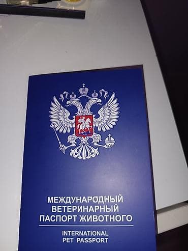 sort it: Malta bolonka, 6 ay, Erkek, Ünvandan götürmə — 3