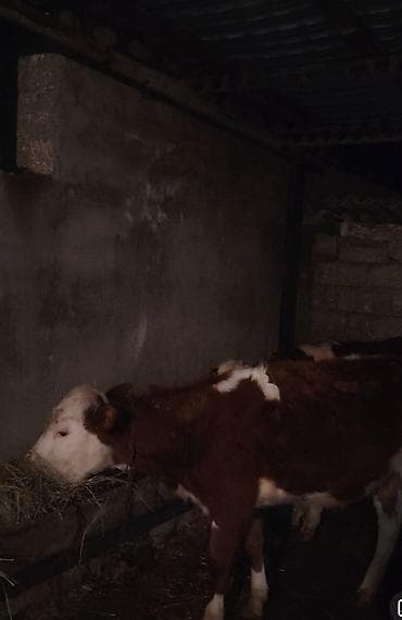 Simental tipli dana - Cins: Simental (qırmızı-ağ rəngli) - Yaş