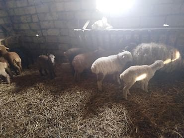 Quzular satılır - Cins: qarabaş/yerli qarışıq ana qoyunlardan alınma