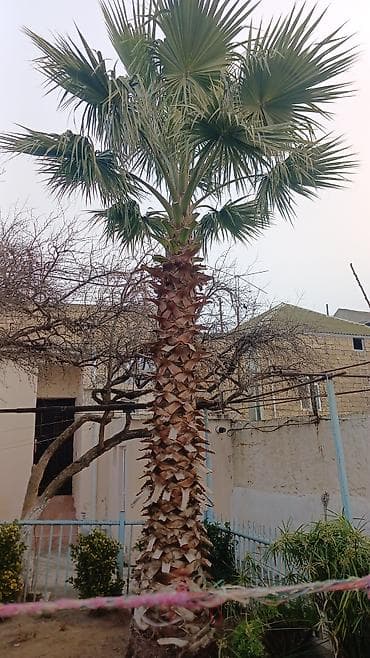 ağac adları: Ağaclar — 3