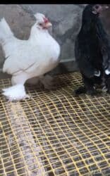 lal ordək yumurta: Toyuq, Milflör, Damazlıq, Ödənişli çatdırılma — 1