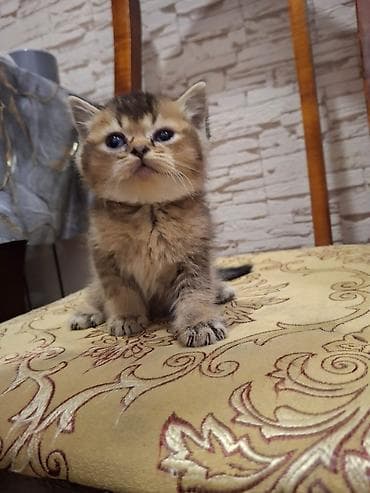 simental inekler satilir: Britan — 1