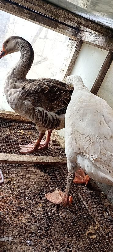 Eşşəklər: Qazlar – 1 cüt - Növ: ev qazı (iri cüssəli, məsul yumurta və ət üçün — 2