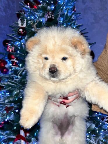 pitbull iti satilir: Çau-Çau, 2 ay, Erkek, Peyvəndli, Ünvandan götürmə, Pulsuz çatdırılma, Ödənişli çatdırılma — 3