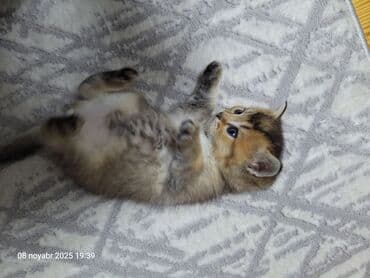 arı şəkilləri: Qızıl şinşilla, Yaxşı əllərə, Pulsuz çatdırılma — 8