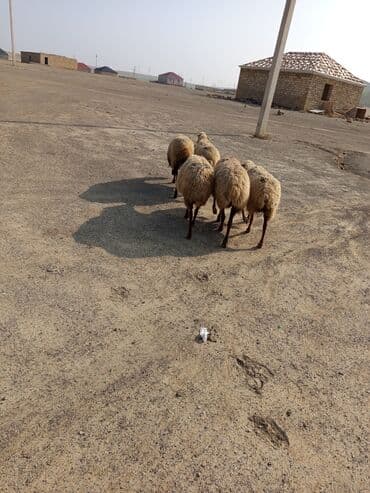 goyercin satişi baki: 5 dənə boğaz ana qoyun satılır dişləri var TƏCİLİ SATILIR VATSAP — 2