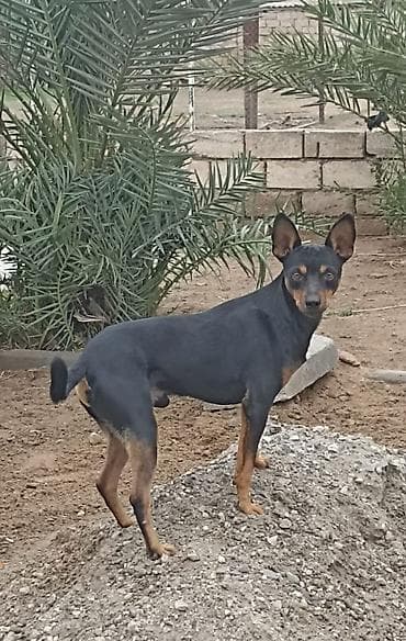 heyvan hekimi: Miniatür pinçer — 2