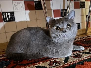 van pişik: Britan, Erkək, Yaxşı əllərə — 4