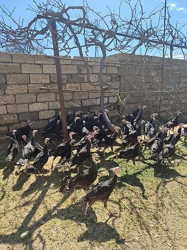 hinduşk: Amerikan bronz — 3