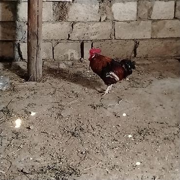 Xoruz, il: 3, Ünvandan götürmə — 1