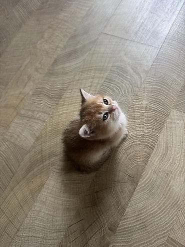 pişik balası satılır: Britan, Erkək, Dişi — 2