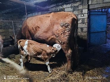 Ördəklər: Dişi, Simental, il: 3, 900 kq, Südlük, Rayonlara çatdırılma — 7