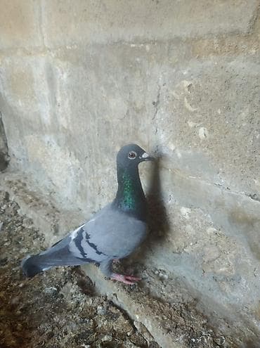 Птицы: Biri mayadı biri erkeydi,biri 10 manat — 7