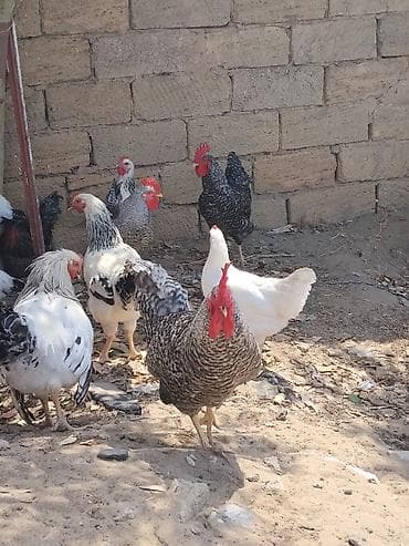 toyuqlar satilir: Salam Şəkildə gördüyünüz tam sağlam xoruzlar və toyuglar satılır — 4